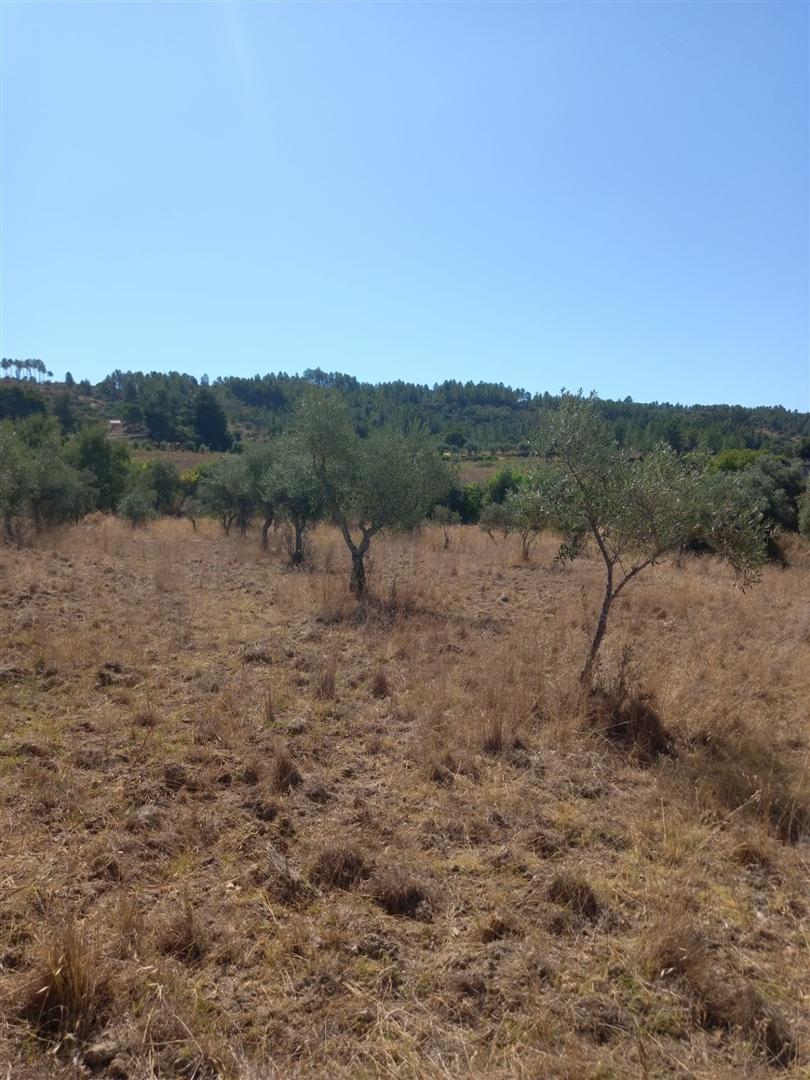 Terreno Rústico  Venda em Freixial e Juncal do Campo,Castelo Branco