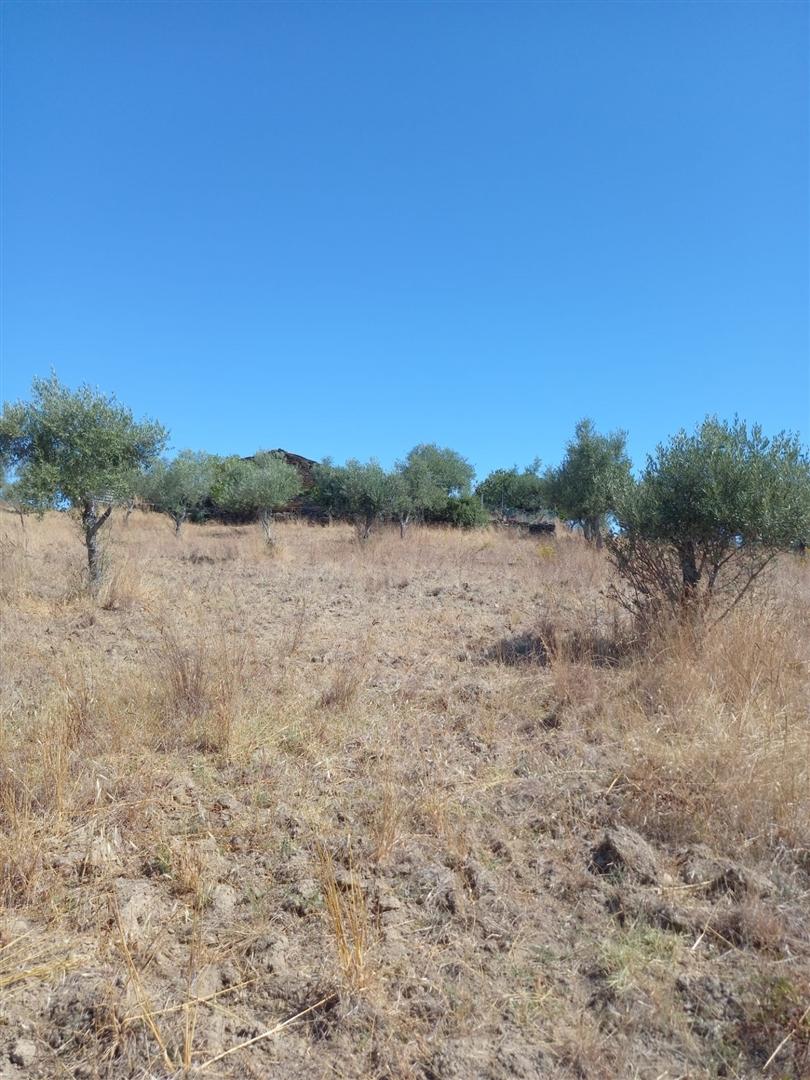 Terreno Rústico  Venda em Freixial e Juncal do Campo,Castelo Branco