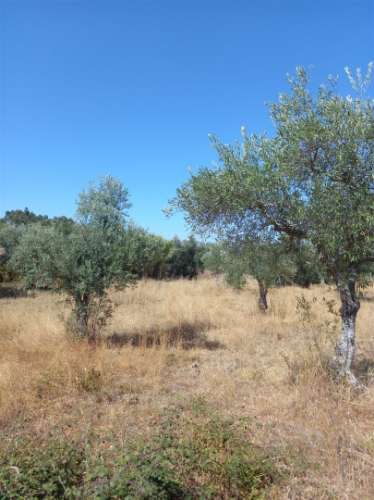 Terreno Rústico  Venda em Freixial e Juncal do Campo,Castelo Branco
