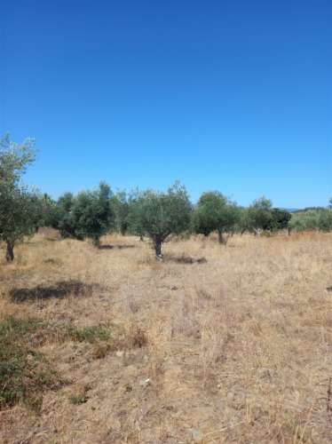 Terreno Rústico  Venda em Freixial e Juncal do Campo,Castelo Branco