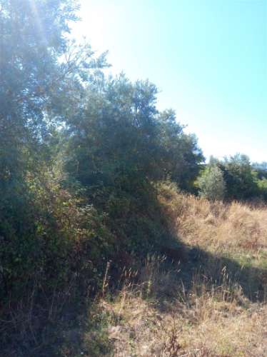Terreno Rústico  Venda em Freixial e Juncal do Campo,Castelo Branco