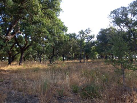 Terreno Rústico  Venda em Freixial e Juncal do Campo,Castelo Branco