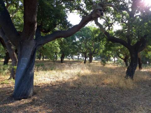 Terreno Rústico  Venda em Freixial e Juncal do Campo,Castelo Branco