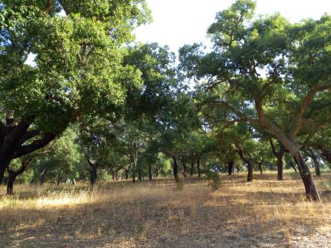 Terreno Rústico  Venda em Freixial e Juncal do Campo,Castelo Branco