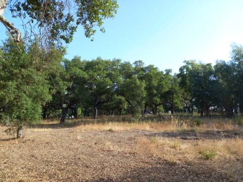 Terreno Rústico  Venda em Freixial e Juncal do Campo,Castelo Branco