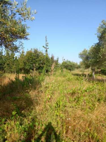 Terreno Rústico  Venda em Freixial e Juncal do Campo,Castelo Branco