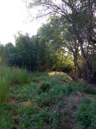 Terreno Rústico  Venda em Freixial e Juncal do Campo,Castelo Branco
