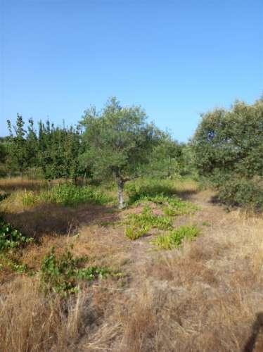 Terreno Rústico  Venda em Freixial e Juncal do Campo,Castelo Branco