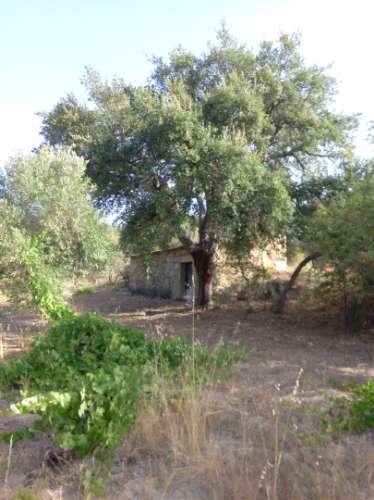 Terreno Rústico  Venda em Freixial e Juncal do Campo,Castelo Branco