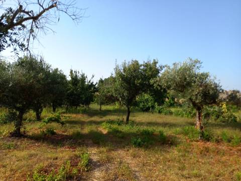Terreno Rústico  Venda em Freixial e Juncal do Campo,Castelo Branco