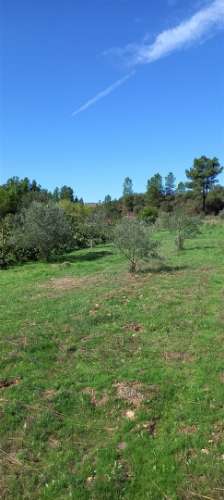 Terreno Rústico  Venda em Castelo Branco,Castelo Branco