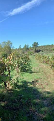 Terreno Rústico  Venda em Castelo Branco,Castelo Branco