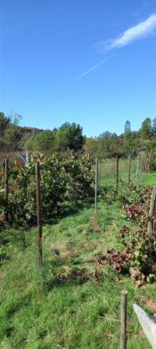 Terreno Rústico  Venda em Castelo Branco,Castelo Branco