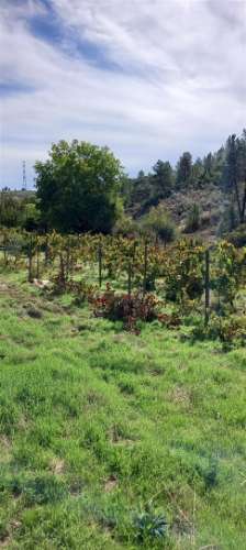 Terreno Rústico  Venda em Castelo Branco,Castelo Branco