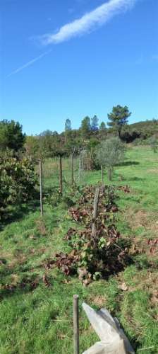 Terreno Rústico  Venda em Castelo Branco,Castelo Branco