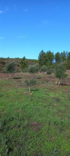 Terreno Rústico  Venda em Castelo Branco,Castelo Branco
