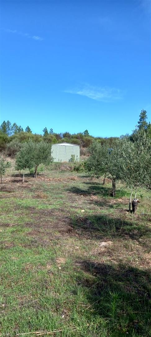 Terreno Rústico  Venda em Castelo Branco,Castelo Branco