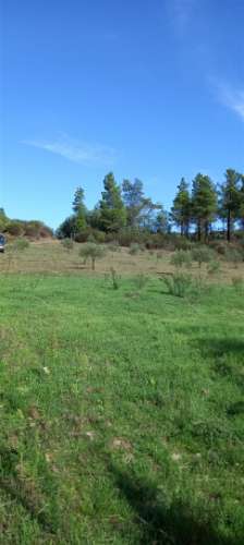 Terreno Rústico  Venda em Castelo Branco,Castelo Branco