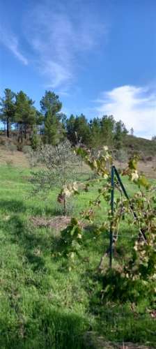 Terreno Rústico  Venda em Castelo Branco,Castelo Branco