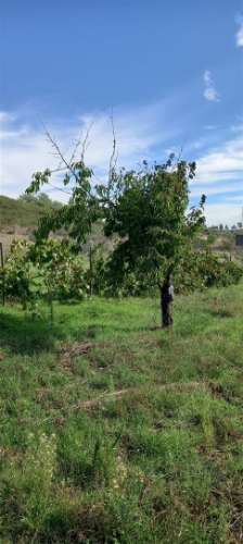Terreno Rústico  Venda em Castelo Branco,Castelo Branco