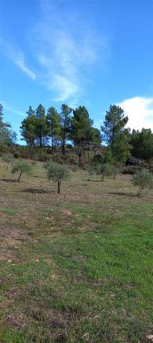 Terreno Rústico  Venda em Castelo Branco,Castelo Branco