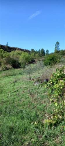 Terreno Rústico  Venda em Castelo Branco,Castelo Branco