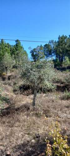 Moradia T4 Venda em Sarzedas,Castelo Branco