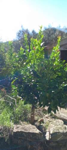 Moradia T4 Venda em Sarzedas,Castelo Branco