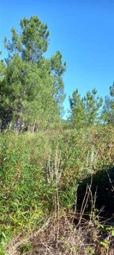 Armazém  Venda em Sarzedas,Castelo Branco