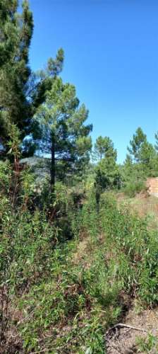 Armazém  Venda em Sarzedas,Castelo Branco