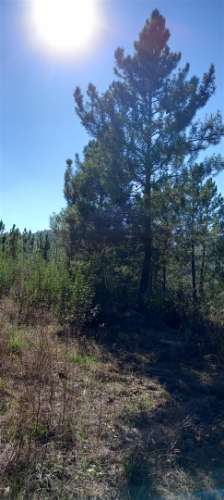 Armazém  Venda em Sarzedas,Castelo Branco