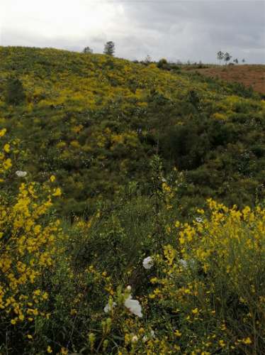 Terreno Rústico  Venda em Benquerenças,Castelo Branco