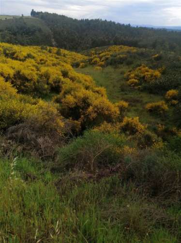 Terreno Rústico  Venda em Benquerenças,Castelo Branco