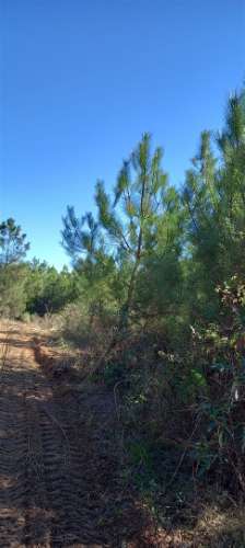Terreno Rústico  Venda em Salgueiro do Campo,Castelo Branco