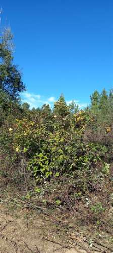 Terreno Rústico  Venda em Salgueiro do Campo,Castelo Branco