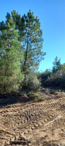 Terreno Rústico  Venda em Salgueiro do Campo,Castelo Branco