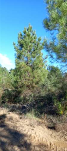 Terreno Rústico  Venda em Salgueiro do Campo,Castelo Branco