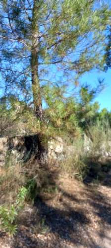 Terreno Rústico  Venda em Salgueiro do Campo,Castelo Branco
