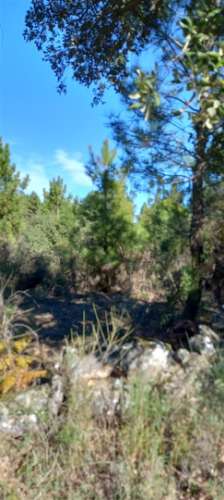 Terreno Rústico  Venda em Salgueiro do Campo,Castelo Branco