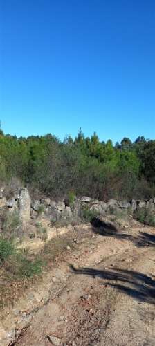 Terreno Rústico  Venda em Salgueiro do Campo,Castelo Branco