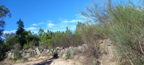 Terreno Rústico  Venda em Salgueiro do Campo,Castelo Branco