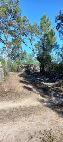 Terreno Rústico  Venda em Salgueiro do Campo,Castelo Branco