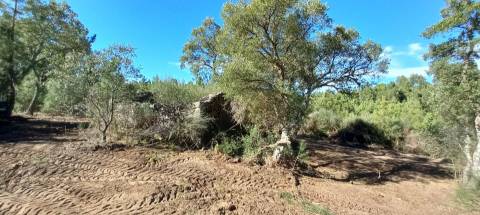 Terreno Rústico  Venda em Salgueiro do Campo,Castelo Branco