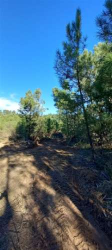 Terreno Rústico  Venda em Salgueiro do Campo,Castelo Branco