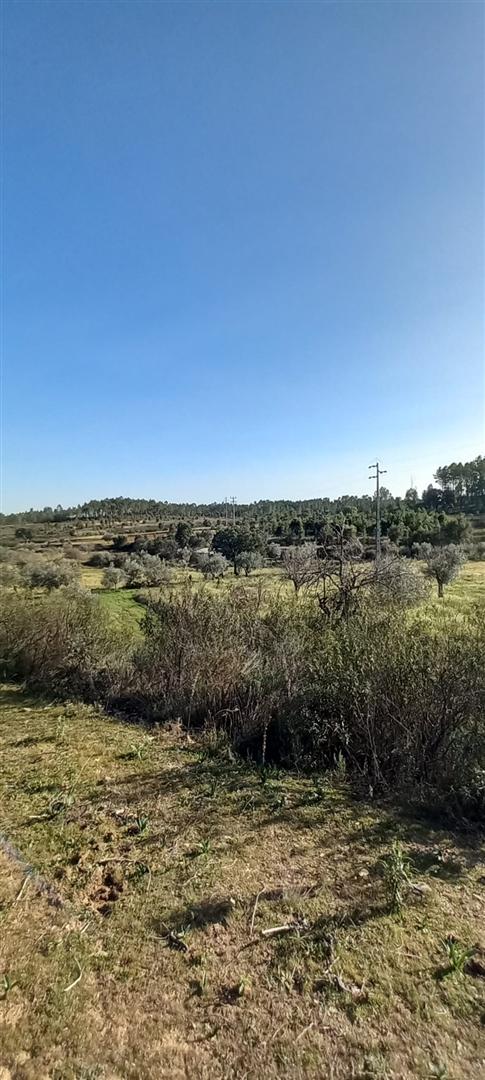 Terreno Rústico  Venda em Sarzedas,Castelo Branco