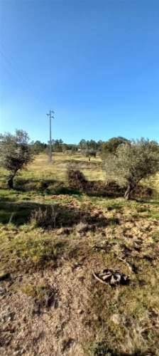 Terreno Rústico  Venda em Sarzedas,Castelo Branco