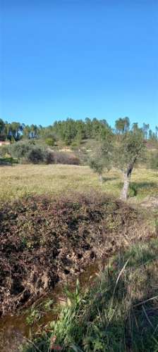 Terreno Rústico  Venda em Sarzedas,Castelo Branco