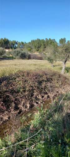 Terreno Rústico  Venda em Sarzedas,Castelo Branco