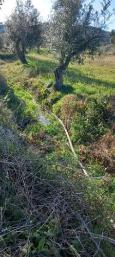 Terreno Rústico  Venda em Sarzedas,Castelo Branco