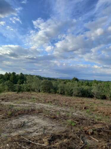 Terreno Rústico  Venda em Salgueiro do Campo,Castelo Branco